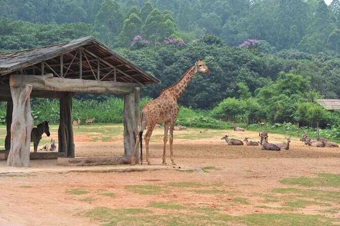 See Panda Guangzhou Chimelong Safari Park and Circus Private Tour - Why This Tour Offers Good Value