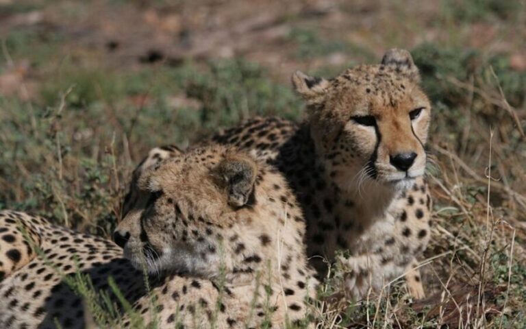Self drive Aquila Safari Game Reserve Sunset Game Drive - Authenticity and Authentic Experience