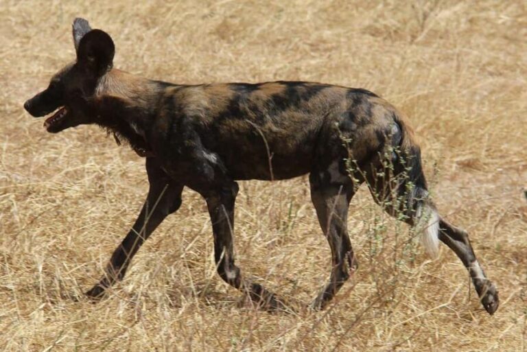 SELOUS: 1 DAY SAFARI FROM ZANZIBAR (SHARED GAME DRIVE) - Final Thoughts