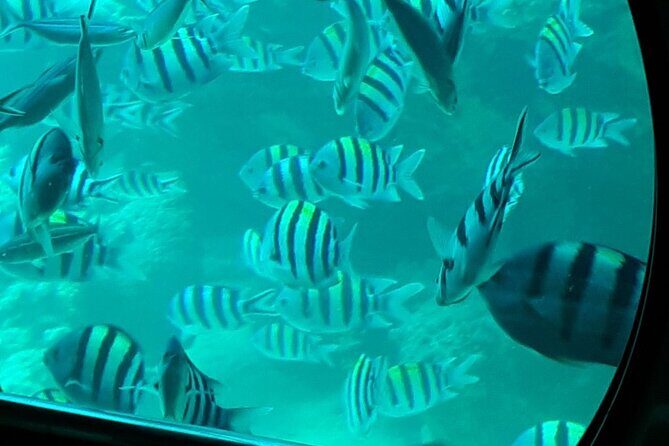 Semi-Submarine in Hurghada - Who Should Consider This Tour?