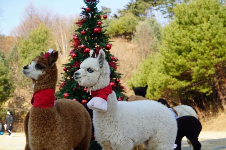Seoul: Alpaca/Nami/Eobi(+RailBike, Strawberry optional) Tour - Adding Active Fun: Rail Bike or Strawberry Picking