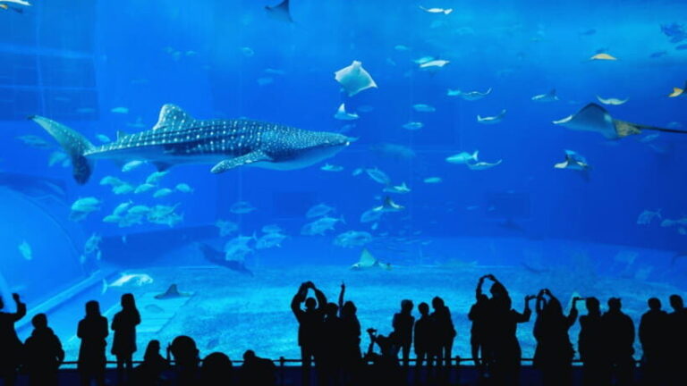 Seoul: Lotte World Aquarium Ticket - What You Can Expect