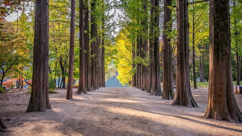 Seoul:Private-Nami Island,Morning Calm Garden,Petite France - What the Tour Includes and What You Should Know