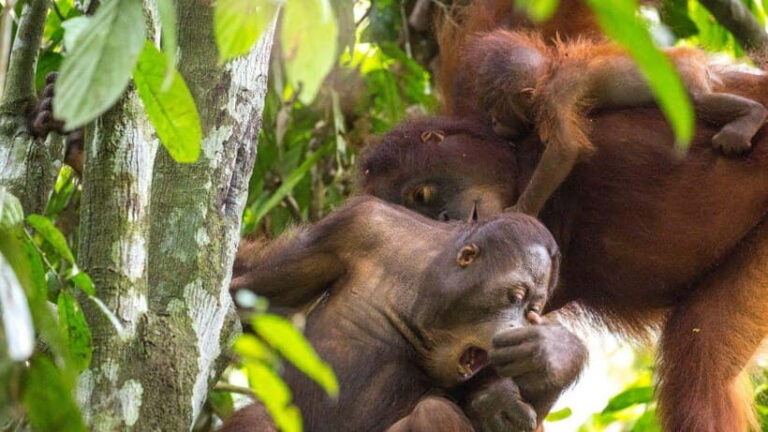 Sepilok Orangutan & Sun Bear Half-Day Tour | Sandakan - In-Depth Review