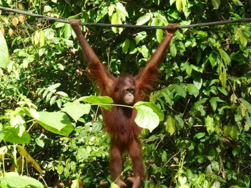Sepilok OrangUtan, Sun Bear & Labuk Bay Full Day Trip - Is This Tour Worth It?