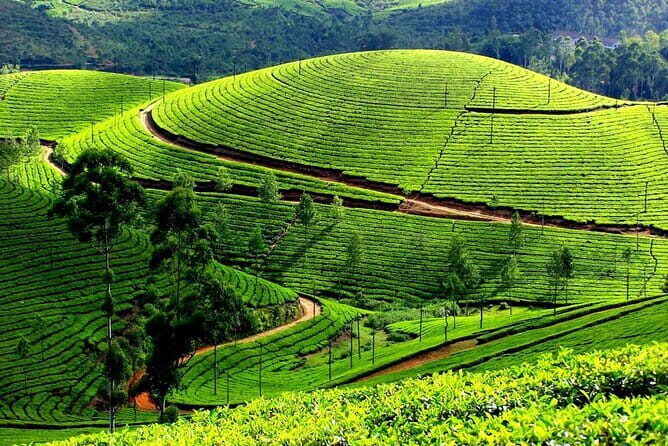 Serene Munnar Retreat: Private Tour from Kochi to the Munnar Hill - Who Is This Tour Best For?