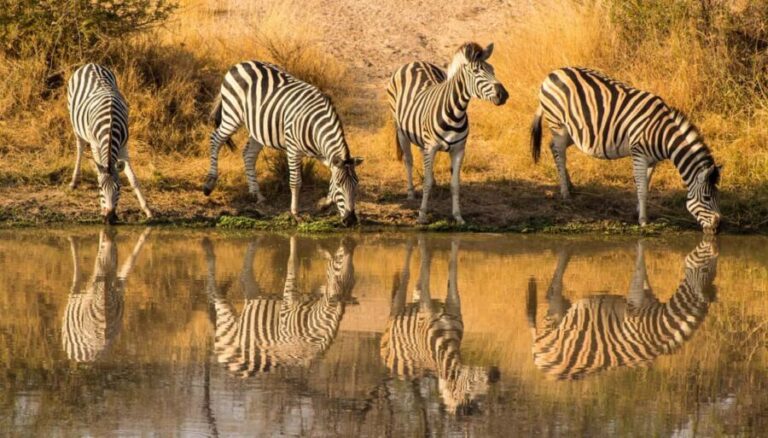 Serengeti: 1-Day Shared Safari - Who Is This Tour Best For?