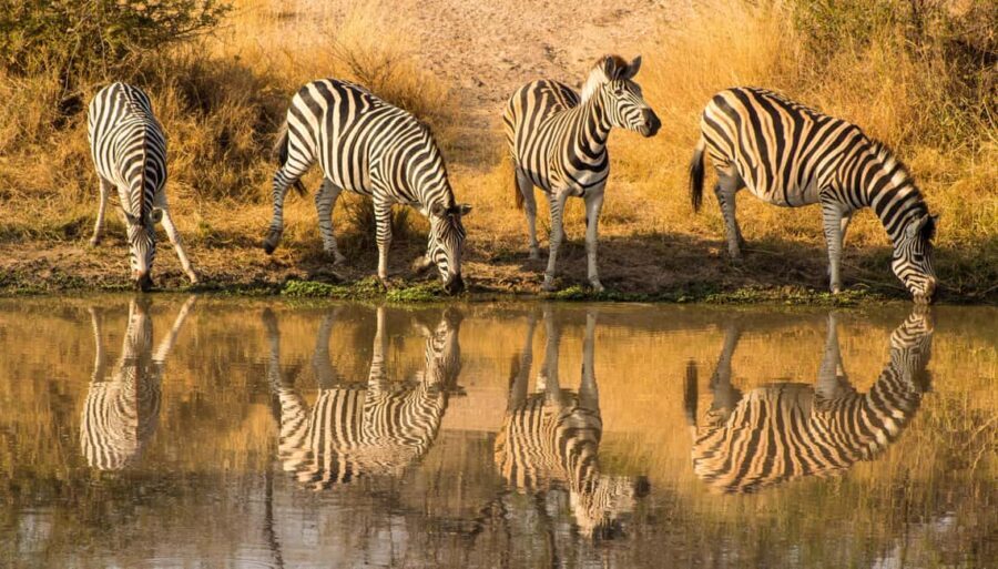 Serengeti: 1-Day Shared Safari - Who Is This Tour Best For?