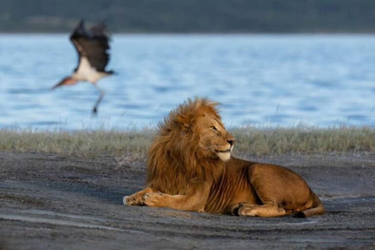 Serengeti: 3-Day Fly-In Fly-Out Midrange Safari - Authentic Traveler Insights