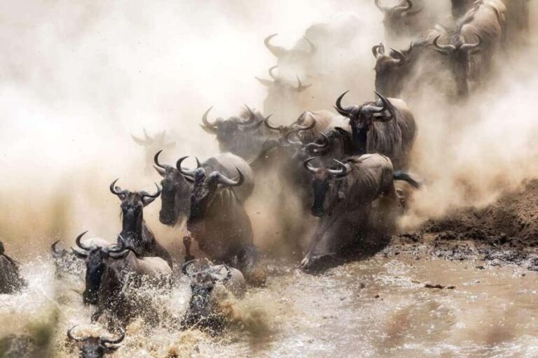 Serengeti: 5-Day Mara River Crossing Safari - The Practicalities: What’s Included and What’s Not
