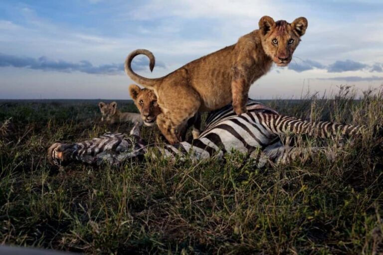 Serengeti: 7-Day Annual Wildebeest Migration Private Trip - What’s Included & What’s Not