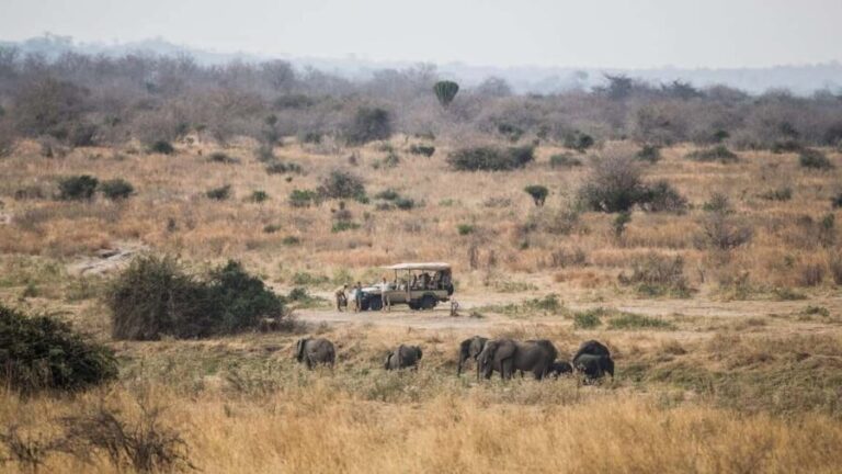 Serengeti: 7-Day Great Migration Safari with Flights - What Makes This Safari Stand Out?