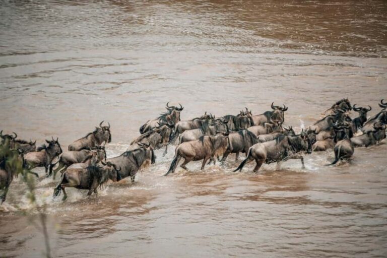 Serengeti: 8-Day Great Wildebeest Migration Safari - Accommodations: Comfort Meets the Wilderness