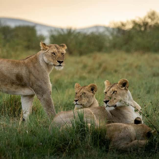 Serengeti National Park: Big Five Balloon Safari Experience - Why This Experience Offers Great Value