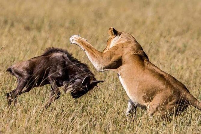 Serengeti national Park, ngorongoro conservation area 3 days two nights - Value and Practical Considerations