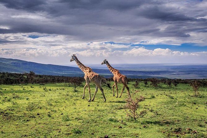 Serengeti & Ngorongoro 3 days Fly Safari in from Zanzibar - What Does the Tour Include and Exclude?