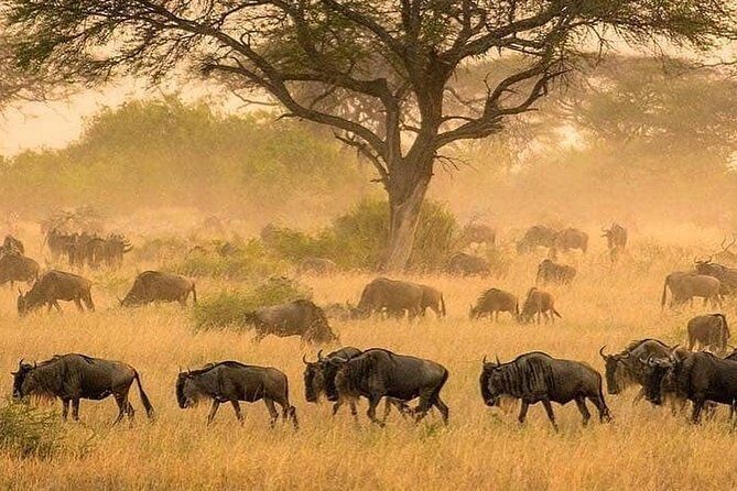 serengeti & ngorongoro 3 days private tour - The Transportation and Comfort Level