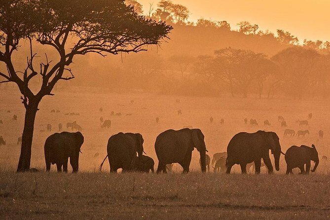 serengeti, ngorongoro & tarangire 5days private tour - Transportation, Timing, and Comfort