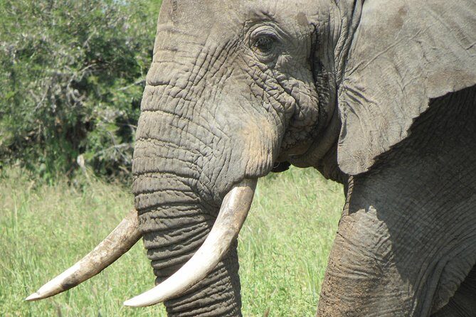 Serengeti Safari with Sirikwa Travel - Authentic Experiences and Traveler Feedback