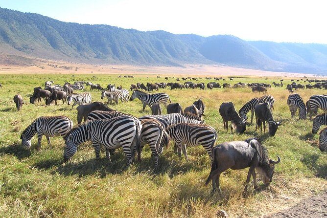 Serengeti Tour  7Days/6 nights (4 stars accommodations) - Who Should Consider This Tour?