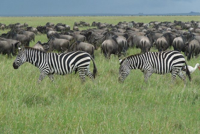 Serengeti Wildebeest Migration. - What Makes This Safari Stand Out?