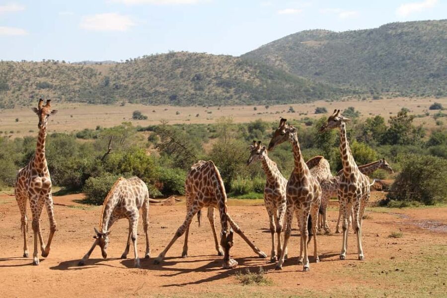 SGR Train Day Trip: Mikumi National Park - From Morogoro to Mikumi: Private Transfer in Style
