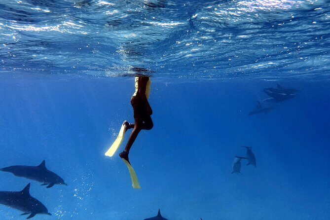 Sha'ab Samadai Reef - Dolphin House Snorkeling Tour at Marsa Alam - The Travel Experience: Pros and Cons