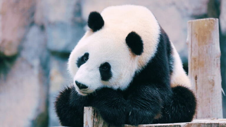 Shanghai: Wild Animal Park Ticket - Who Will Enjoy This Experience?