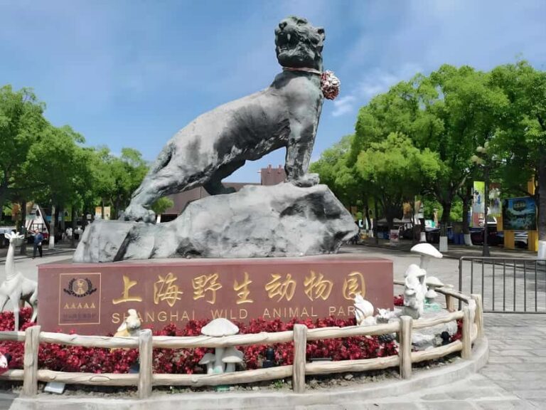 Shanghai Wildlife Park Panda & Predator Feeding Tour - The Predator Feeding Experience