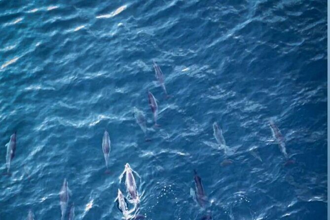 Shared 10 Pax Boat Tour: Dolphin Watching, Snorkelling and BBQ - Who Will Love This Tour?