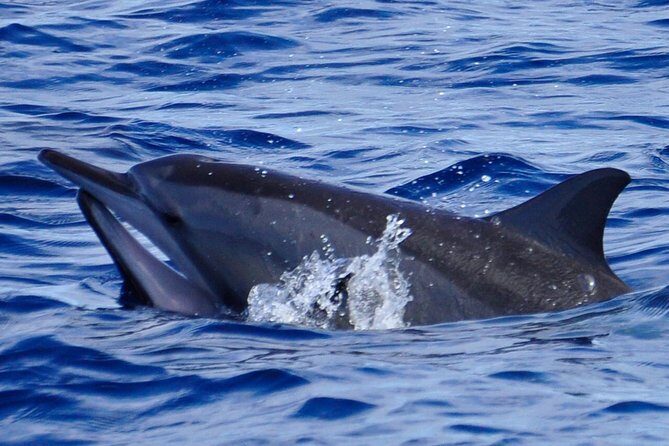 Shared Dolphin Encounter in Mauritius - The Experience in Detail