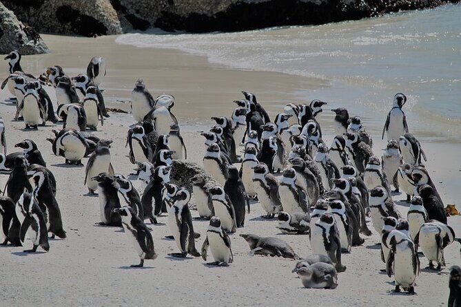 Shared Half Day Tour in Cape Peninsula with African Penguins - Who Will Love This Tour?