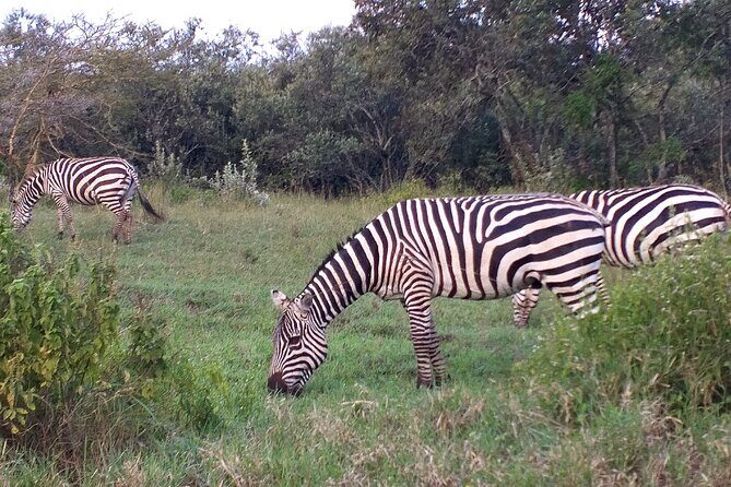 Shared Nairobi National Park Safari Tour - Authentic Experiences and Practical Tips