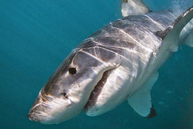 Shark Cage Diving - Adventure Meets Conservation! - What’s Included and What’s Not