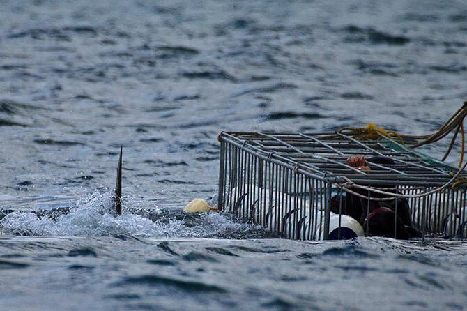Shark Cage Diving & Viewing (Self Drive)