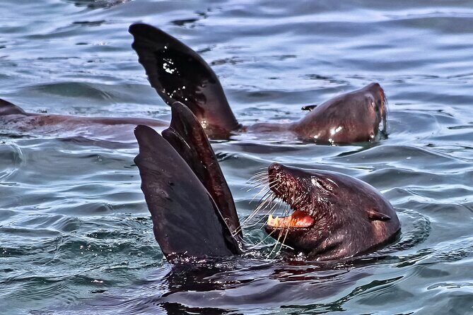 Shark Cage Diving and Viewing with transport from Hermanus - The Value of the Tour