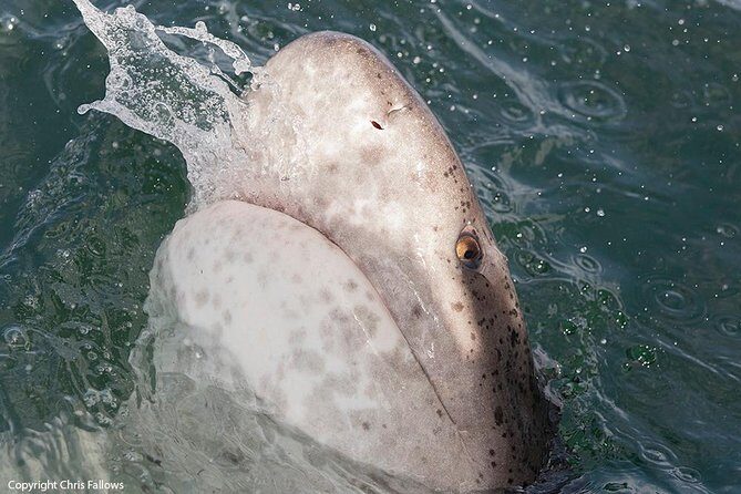 Shark Cage Diving Cape Town - What to Expect from the Shark Cage Diving Experience