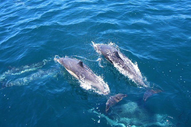 Shark Cage Diving Tour from Cape Town - Practical Tips for Potential Participants