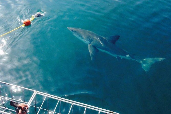 Shark Cage Diving Viewing Only - Analyzing the Value