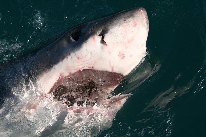 Shark Cage Diving - Analyzing the Price and Value