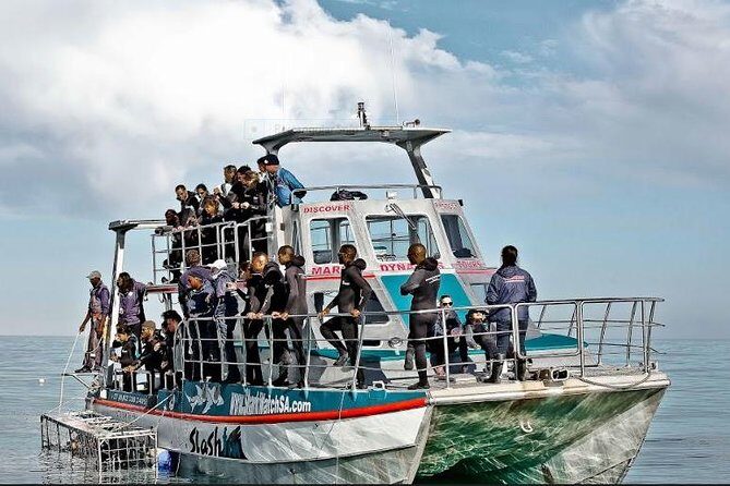 Shark Diving Full Day Guided Return Transfer to Gansbaai from Cape Town - Practical Tips and Insights