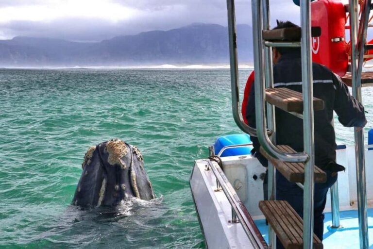 Shark & Whale Trip Combo - Final Thoughts