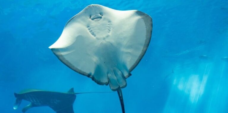 Sharm El Sheikh: Glass Bottom Boat Tour & Private Transfer - How the Tour Is Structured