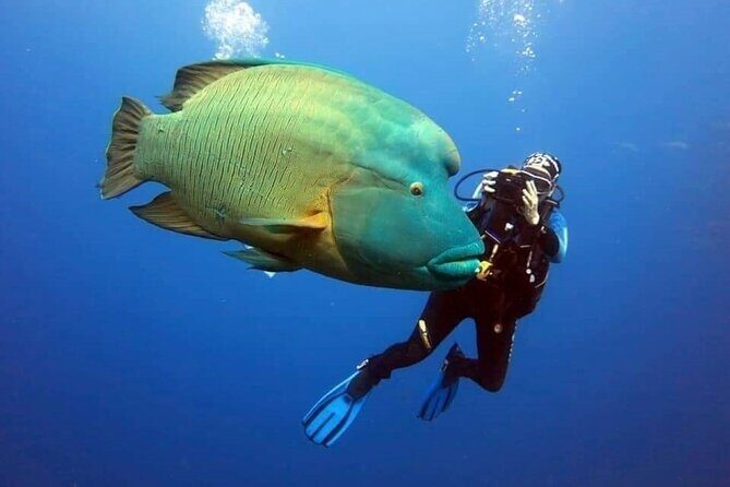 Sharm El Sheikh: Ras Mohamed, White Island, Snorkel and Diving - The Experience: What Travelers Say