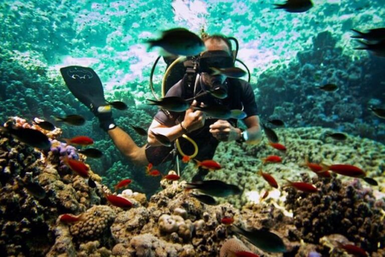 Sharm El Sheikh: Ras Mohamed & White Island Snorkel or Dive - Diving and Snorkeling: What Are Your Options?