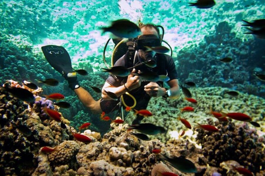 Sharm El Sheikh: Ras Mohamed & White Island Snorkel or Dive - Diving and Snorkeling: What Are Your Options?