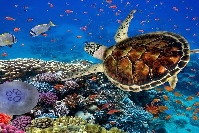 Sharm El Sheikh: Tiran Island Snorkeling with Lunch on Boat - Deep Dive into the Itinerary