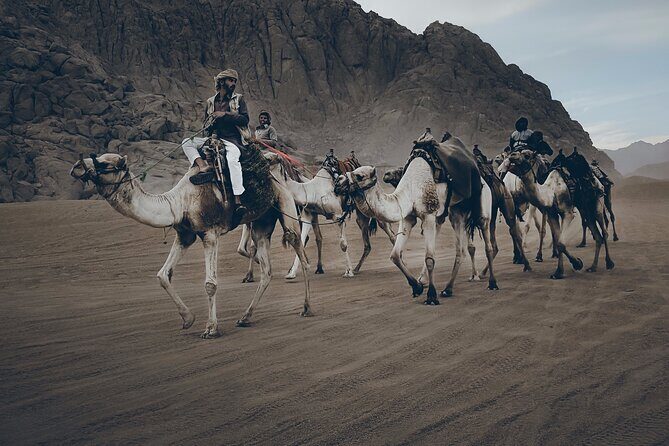 Sharm: Quad Bike or Car Buggy, Camel ride & optional VIP Bedouin Dinner & Show - Who Would Enjoy This Tour?