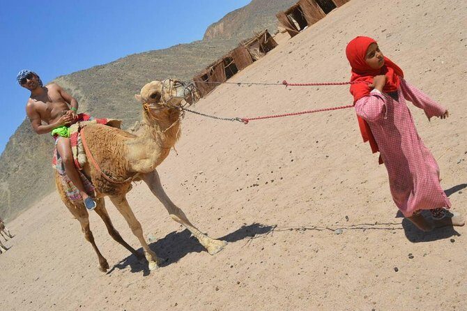 Sharm Sunset Quad Biking ride, Show, Dinner - Who Should Consider This Tour?