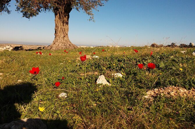 shiloh & shomron privat tour - Discovering the Heart of Israel: A Detailed Look at the Tour